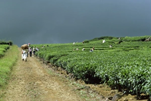 Tea Garden Prints: Tea estate