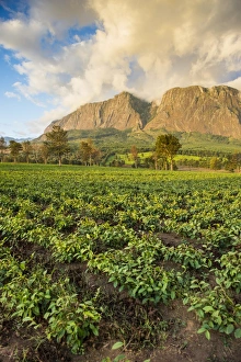 Malawi Prints: Tea estate on Mount Mulanje at sunset, Malawi, Africa