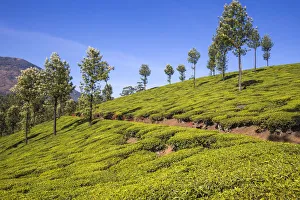 Tea Estate, Munnar, Kerala, India, Asia