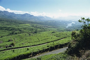 Munnar Prints: Tea estate near Munnar
