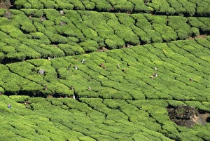 Tea estate near Munnar