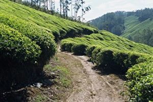 Tea estate near Munnar