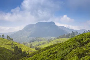 Kerala Prints: Tea estate near top station, Munnar, Kerala, India, Asia