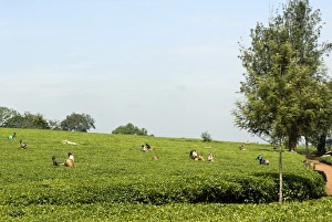Images Dated 10th December 2007: Tea estate, Ruwenzori Mountains Tea Estate, Uganda, East Africa, Africa