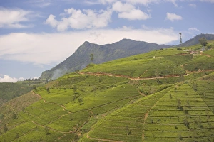 Sinelese Prints: Tea estates in the Tea Hills