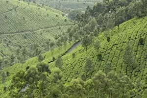 Images Dated 9th July 2008: Tea gardens in Devikulam, Kerala, India, Asia