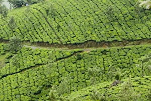 Tea gardens, Devikulam, Munnar, Kerala, India, Asia