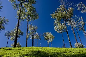 Munnar Prints: Tea gardens in Devikulam, Munnar, Kerala, India, Asia