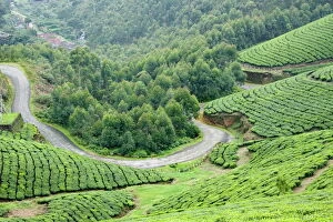 Tea gardens, Munnar, Kerala, India, Asia