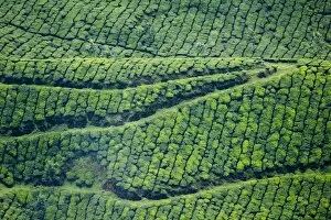 Images Dated 10th July 2008: Tea gardens, Munnar, Kerala, India, Asia