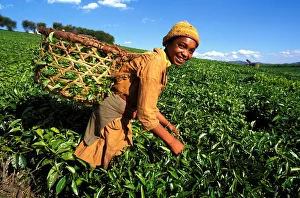 Carrying Prints: Tea harvest on Sahambavy estate near Fianarantsoa, Madagascar, Africa