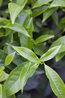 Munnar Prints: Tea leaves growing in a tea plantation in the mountains of Munnar, Kerala, India, Asia