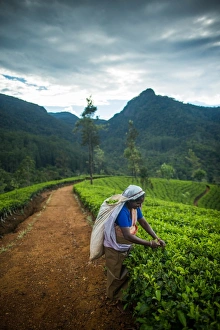 Tea picker, Haputale, Sri Lanka, Asia