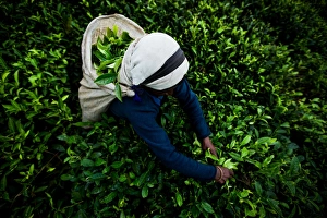 Subsistence Prints: Tea picker, Haputale, Sri Lanka, Asia