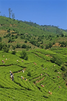 Nuwara Eliya Prints: Tea pickers at work