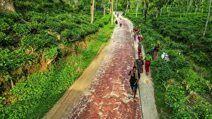 Gathering Prints: Tea pickers work along a path in the lush Sreemangal region of Bangladesh during daylight hours
