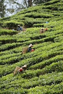 Plucking Prints: Tea picking