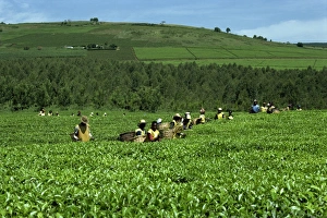 Plucking Prints: Tea picking, Sotik, Kenya, East Africa, Africa