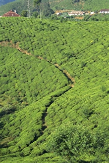 Tea plantation