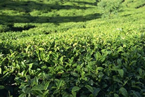 Sri Lanka Prints: Tea plantation