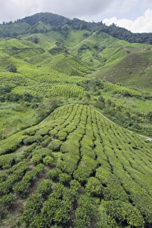 Images Dated 25th September 2009: Tea plantation, BOH Sungai Palas Tea Estate, Cameron Highlands, Perak state