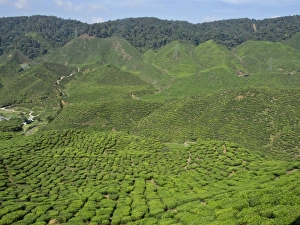 Malaysian Prints: Tea plantation in the Cameron Highlands, Malaysia, Southeast Asia, Asia