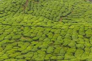Backgrounds Prints: A tea plantation in Cameron Highlands, Pahang, Malaysia, Southeast Asia, Asia