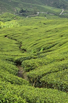 Tea Estate Prints: Tea Plantation, Cameron Highlands, Perak, Malaysia, Southeast Asia, Asia