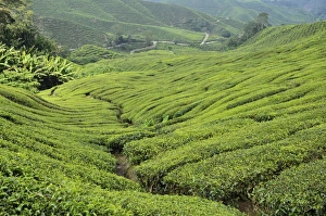 Tea Plantation, Cameron Highlands, Perak, Malaysia, Southeast Asia, Asia