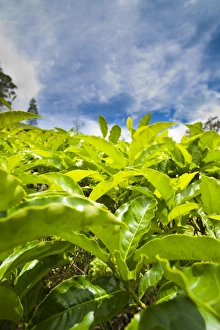 Tea Plant Prints: Tea plantation close up in Cameron Highlands, Malaysia, Southeast Asia, Asia