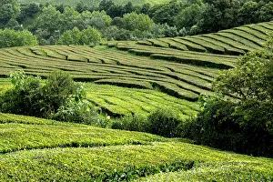 Terraced Field Prints: Tea plantation field lines on Sao Miguel island