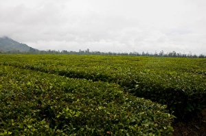 Papua New Guinea Prints: Tea plantation, Highlands, Papua New Guinea, Pacific