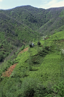Tea Garden Prints: Tea plantation in the hills near Trabzon in Anatolia