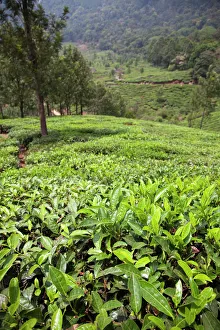 Abundance Prints: Tea plantation in the mountains of Munnar, Kerala, India, Asia