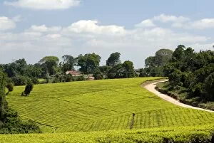 Images Dated 23rd September 2010: Tea plantation, Mufindi, Tanzania, East Africa, Africa