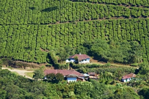 Munnar Prints: Tea plantation, Munnar, Kerala, India, Asia