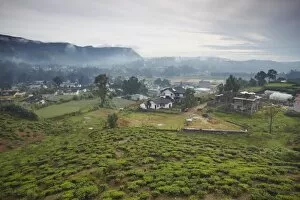 Images Dated 29th December 2009: Tea plantation, Nuwara Eliya, Sri Lanka, Asia