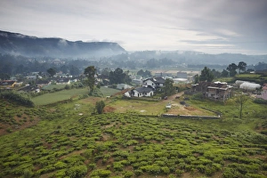 Images Dated 29th December 2009: Tea plantation, Nuwara Eliya, Sri Lanka, Asia
