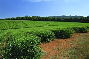 Tea Gardens Prints: Tea plantation by the Palmerston Highway, near Nerada, Atherton Tableland