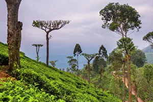 Sri Lanka Prints: Tea plantation on a tea estate in Haputale