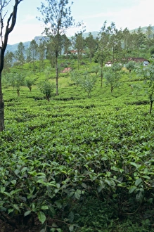 Tea plantations