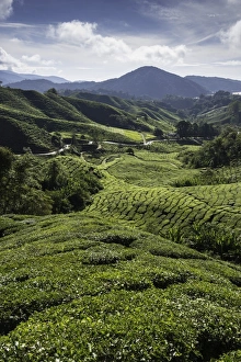 Malaysian Prints: Tea plantations in the Cameron Highlands, Malaysia, Southeast Asia, Asia