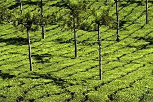 Tea Plantations, Devikulam, near Munnar, India, Asia