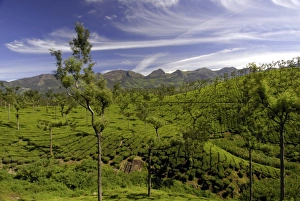 Munnar Prints: Tea plantations, Devikulam, near Munnar, India, Asia