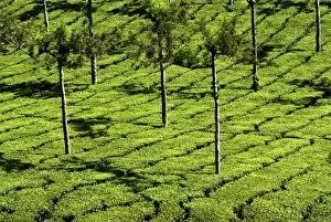 Images Dated 26th August 2006: Tea Plantations, Devikulam, near Munnar, India, Asia
