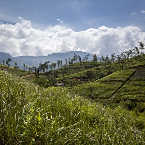 Traditionally Sri Lankan Prints: Tea plantations in the Hill Country, Sri Lanka, Asia