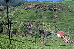 Sinelese Prints: Tea plantations in the hills in the Nuwara Eliya region