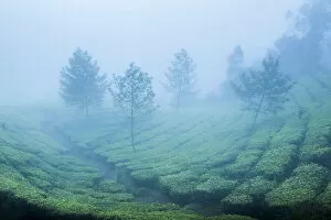 Typically Indian Gallery: Tea plantations in mist, Munnar, Western Ghats Mountains, Kerala, India, Asia