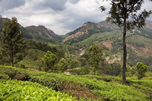 Munnar Prints: Tea plantations in the mountains of Munnar, Kerala, India, Asia