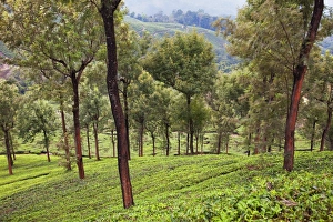 Munnar Prints: Tea plantations in Munnar, Kerala, India, Asia